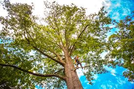 Best Commercial Tree Services  in Macopin, NJ