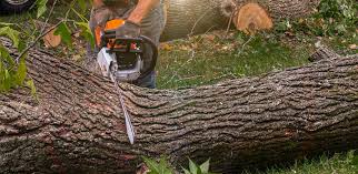 Best Tree Maintenance Programs  in Macopin, NJ